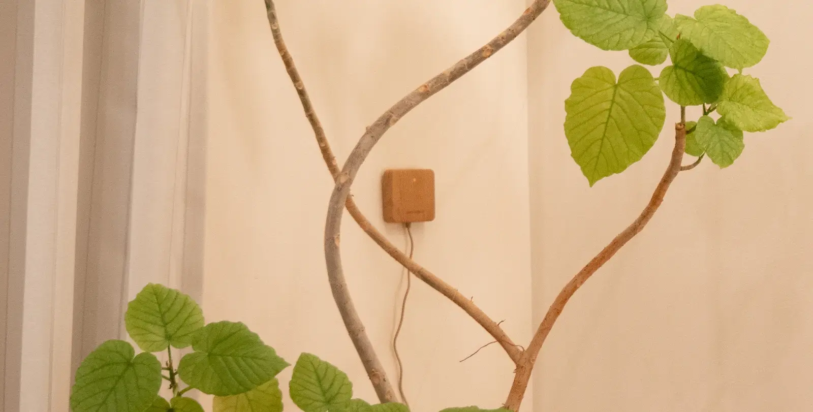 観葉植物の枝の近くに設置した木目調のハブミニと茶色のケーブル